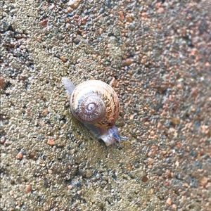 Meet your Posher, Maggie